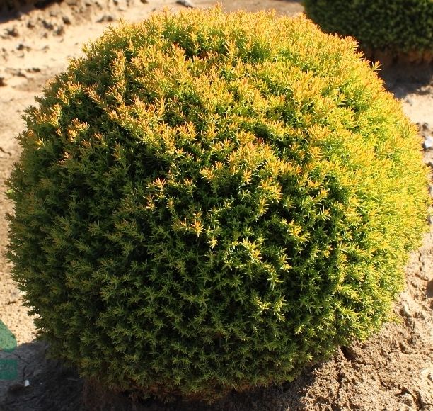 Thuja occidentalis 'Anniek'